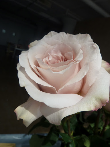 A blush pink bloom.