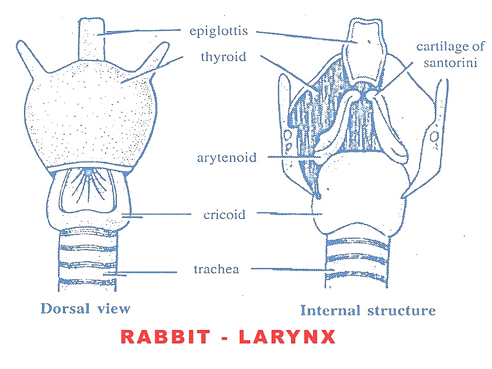 [larynx-rabbit-respiratorysystem%255B12%255D.jpg]
