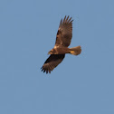 Marsh Harrier