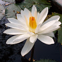 Water Lily