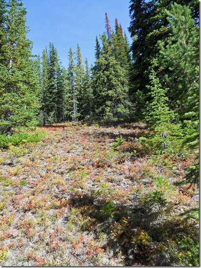 Helen Lake Trail