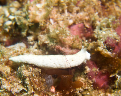 P7075065