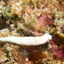 P7075065