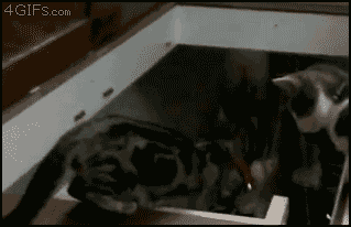 [Jerk-troll-cat-pushes-friend-down-stairs%255B6%255D.gif]