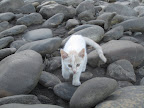 Drago the fearless jungle cat!