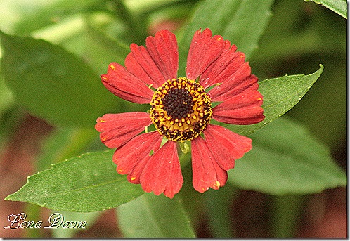 Helenium_RubyTuesday