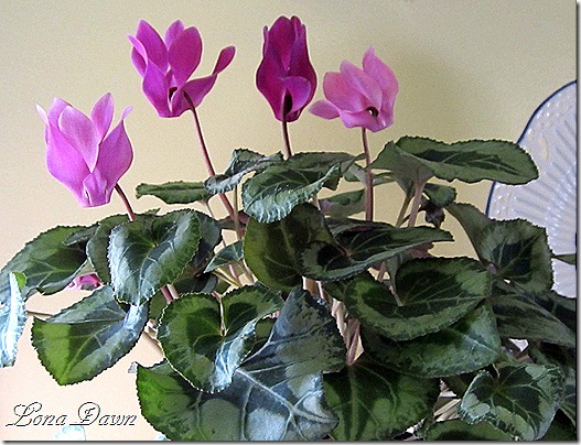 Cyclamen2