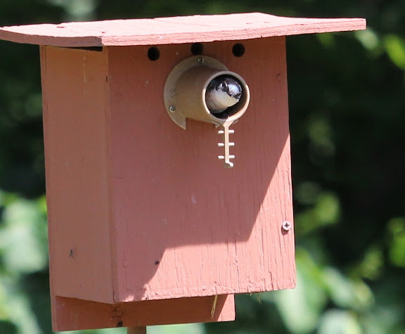 Hello, you are in my yard. (Tree Swallow in nest box)