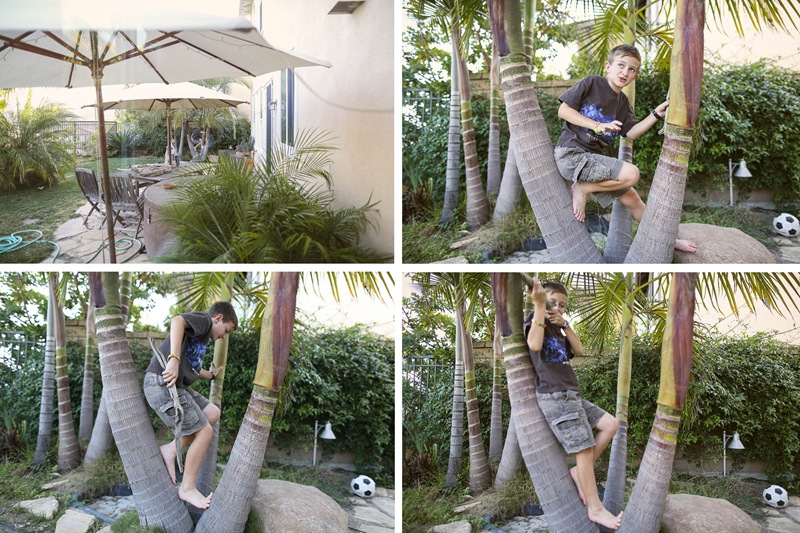 palm climbing