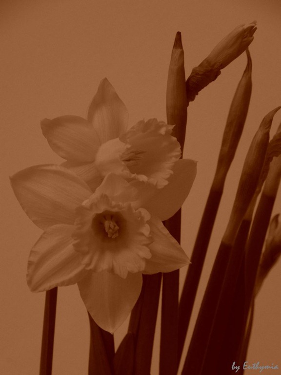[daffodils-3%255B8%255D.jpg]