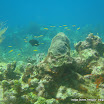 coralgardensdivesite7.jpg