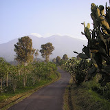 Cacti near the starting point for Salak 1 at Cimelati (Daniel Quinn, 2009) Cacti near the starting point for Salak 1 at Cimelati (Daniel Quinn, 2009)