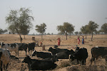 Bishnoi Village_Jodpur, India 023.JPG