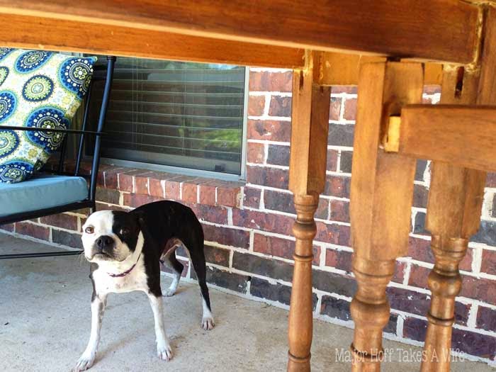Have a furry friend help you out when repairing furniture Have a furry friend help you out when repairing furniture