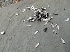 Look at that!  It's a pile of sunflower seed hulls.  The seeds were no doubt pilfered from the bird feeding area!