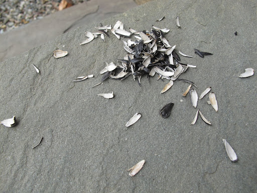 Look at that!  It's a pile of sunflower seed hulls.  The seeds were no doubt pilfered from the bird feeding area!