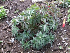 DSCF2250