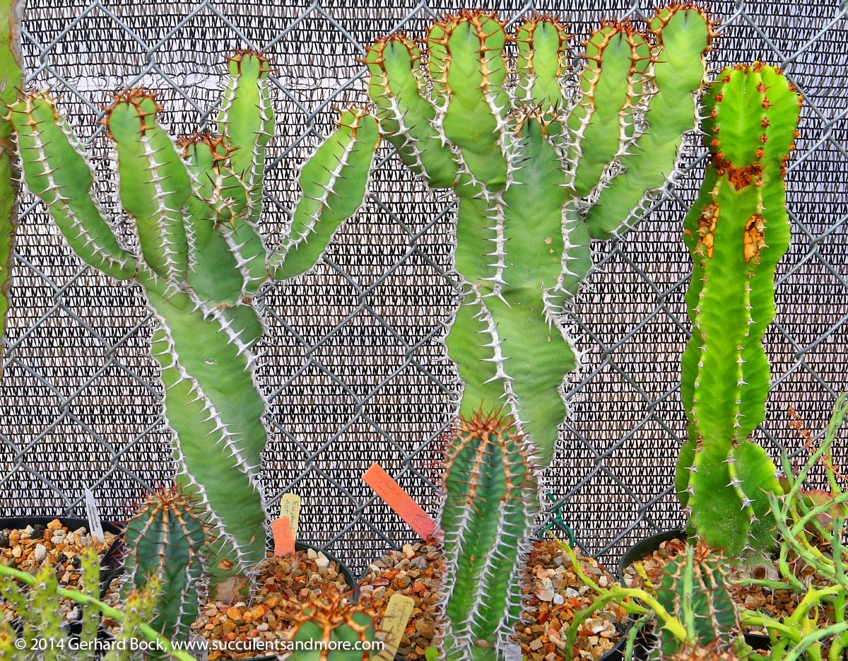 [141231_Tucson_AridLands_Euphorbia%2520virosa%255B3%255D.jpg]