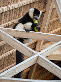The lemurs often visited our hotel in search of bananas! Madagascar6 - 054.jpg