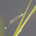 Ischnura senegalensis - Photo (c) 116916927065934112165, some rights reserved (CC BY-NC-SA)