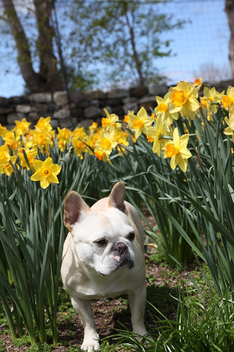 Wow!  There are so many varieties planted here.  I think I heard Martha say forty different kinds!