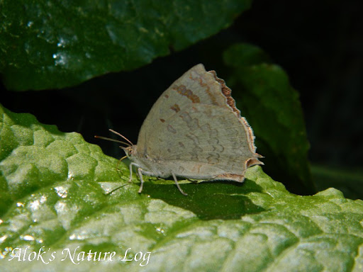 Lycaenidae%25252c%252520arhopala%252520dodonaea%25252c%252520pale%252520himalayan%252520oakblue