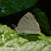 Lycaenidae%25252c%252520arhopala%252520dodonaea%25252c%252520pale%252520himalayan%252520oakblue