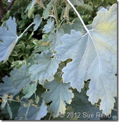 Sue Reno, Plume Poppy Leaves SueReno_PlumePoppyLeaves