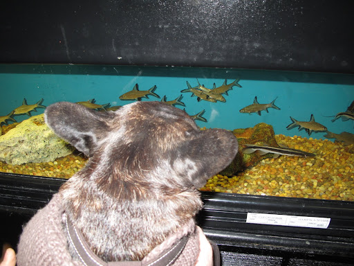 Oh, look at these adorable baby sharks!
