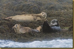 Machais Harbor Seals MSB_8432 NIKON D300S July 03, 2011