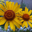 Heliopsis helianthoides 1.JPG