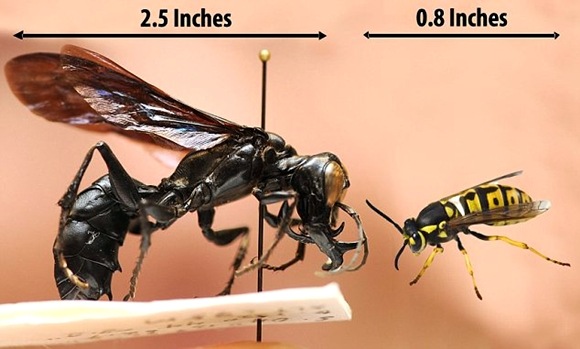 common British wasp (vespula vulgaris) compares to the newly discovered warrior wasp