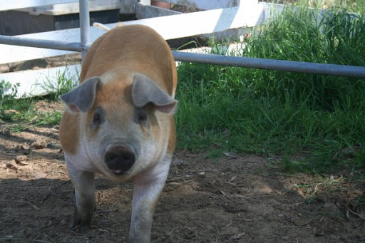 Although Alexa was raising Elf to be used in the livestock industry for either meat or breeding, she got to know him as far more that a product. She quickly learned that Elf, like all pigs, are smart, social animals who form bonds and feel pain like humans and other family pets. Although Alexa was raising Elf to be used in the livestock industry for either meat or breeding, she got to know him as far more that a product. She quickly learned that Elf, like all pigs, are smart, social animals who form bonds and feel pain like humans and other family pets.