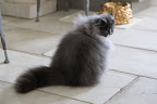 I've suddenly lost interest in catching that silly feather.  Not only are we known for our jumping abilities, but also are notorious for being aloof and changing moods in an instant!