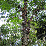 A cannonball tree at the Foster Botanical Garden