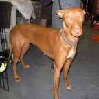 Pharaoh Hound