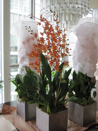 This Odontocidium 