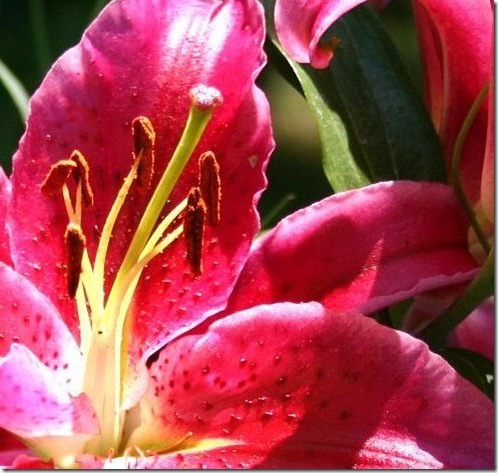 lilycloseaug09 lilycloseaug09
