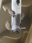 Hey little birds!  Watch your backs!