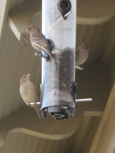 Hey little birds!  Watch your backs!