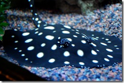 aquarium19