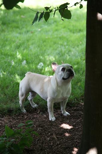 Francesca, I see a hole up there!  Let's climb the tree and inspect.