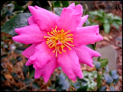 camellia6