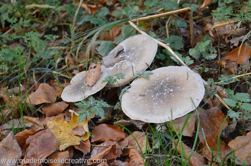 DSC_0426 DSC_0426