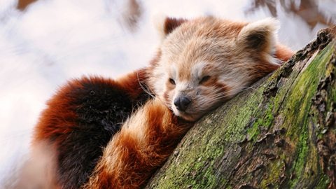 [world%2520of%2520warcraft%2520red%2520panda%252001b%255B3%255D.jpg]