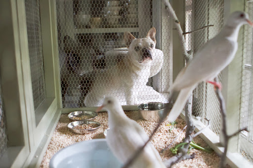 White doves are very clean birds and they really love a good bath. That white bowl of water seems to do the trick. White doves are very clean birds and they really love a good bath. That white bowl of water seems to do the trick.