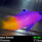 Grama_melacar.jpg