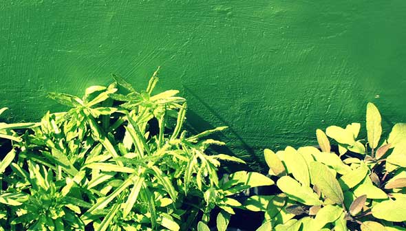 herb.jpg Herb