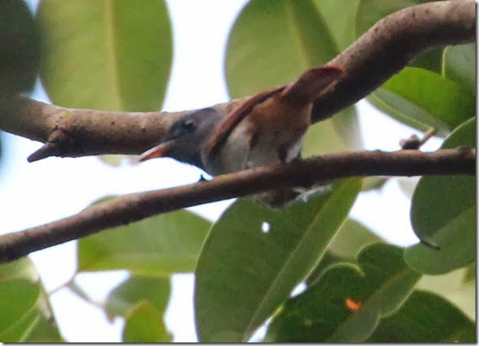 asian paradise flycatcher asian paradise flycatcher