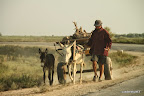 Donkey and apprentice